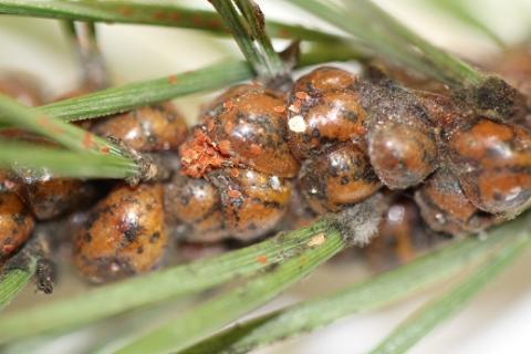 COCCINIGLIA TARTARUGA (Toumeyella parvicornis)